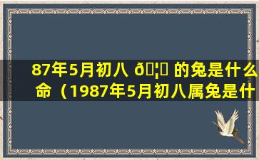 87年5月初八 🦅 的兔是什么命（1987年5月初八属兔是什么命）